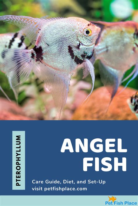 Freshwater Angelfish Care Requirements Profile Pet Fish Place