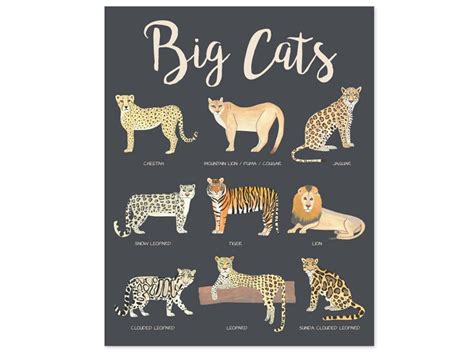 Big Cats Poster Educational Posters Kids Safari Nursery