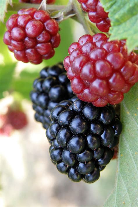 blackberries loss weight cleanse juice