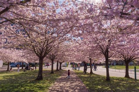 Check Out These Breathtaking Vancouver Cherry Blossom Snaps Burnaby Now
