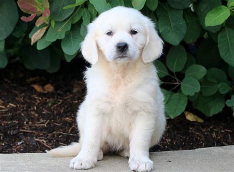 Ready to bring a puppy to your forever home? Kayla | Golden Retriever - English Cream Puppy For Sale ...
