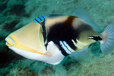 Lagoon Triggerfish Marine Fish Underwater Life Sea Creatures