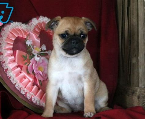 Pebbles Pug Mix Puppy For Sale Keystone Puppies Chihuahua Puppies