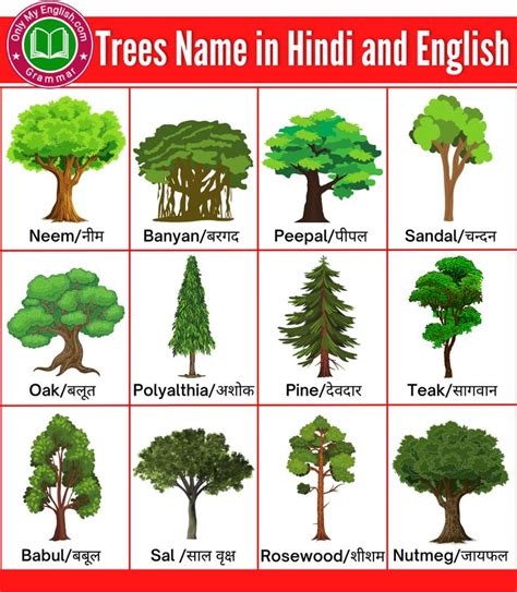 100 Trees Name In Hindi And English पेड़ों के नाम हिंदी इंग्लिश में