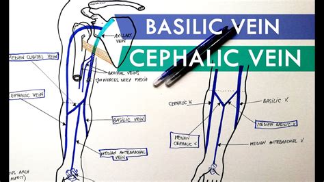 Superficial Veins Of Upper Limb Basilic And Cephalic Veins Anatomy