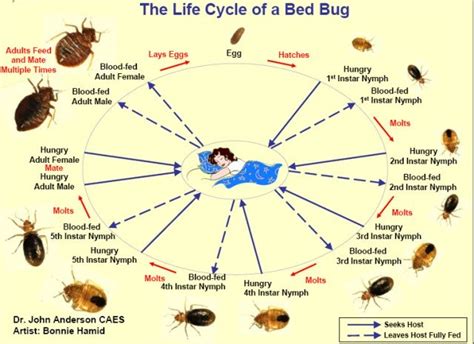 The Bed Bug Lifecycle Diagram Video Guide And Pictures