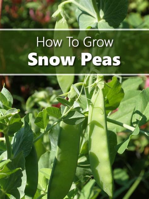 How To Grow Snow Peas Fall Garden Vegetables Organic Vegetable