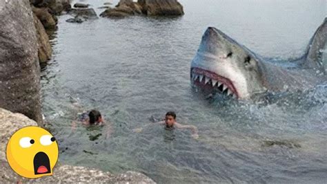 4 Scary Shark Attacks Caught On Camera Youtube