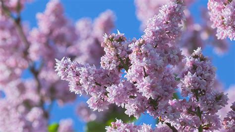 Spring Lilacs Desktop Wallpaper Wallpapersafari