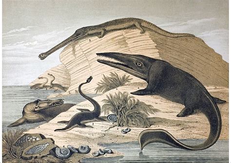 Print Of 1862 British Prehistoric Marine Reptiles Dinosaur