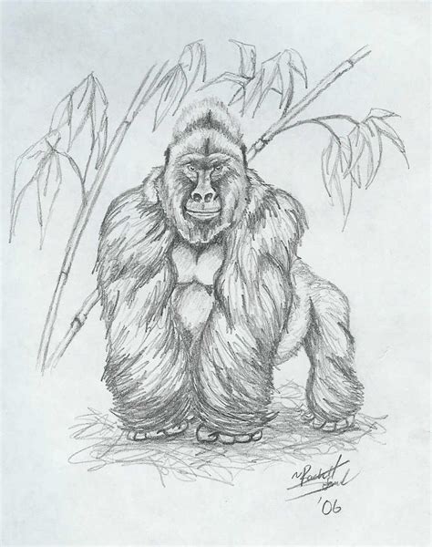 Silverback Gorilla By Drmario64 On Deviantart