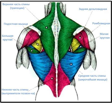 Большая и малая круглые мышцы спины анатомия строение и лучшие упражнения