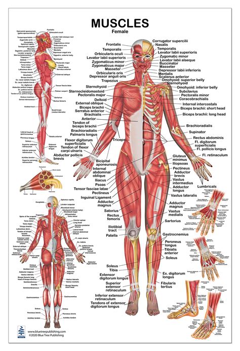 Understanding Pain Laminated Anatomical Chart Lupon Gov Ph