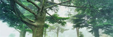 White Pine Trees Wisconsin Usa Photograph By Panoramic Images Fine