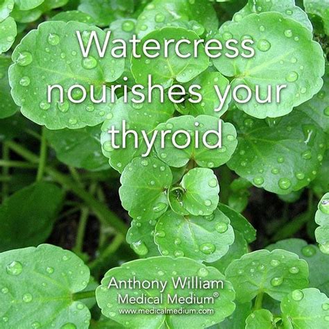 Watercress Nourishes Your Thyroid🌟 Medical Medium Healing Herbs