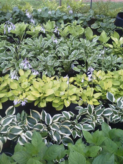 How To Choose The Right Plants For Your Landscape