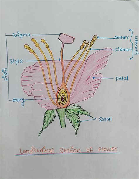 Labelled Diagram Of Longitudinal Section Of Flower
