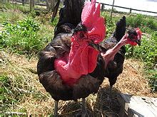 Chicken Breeds Turken Naked Necks Naked Photo Comments