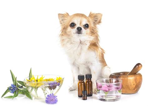 Essential oils used for aromatherapy, like can be toxic to dogs and cats — and it's important to take measures to keep them safe. Ask the Vet: Essential Oils - Are they safe and effective ...