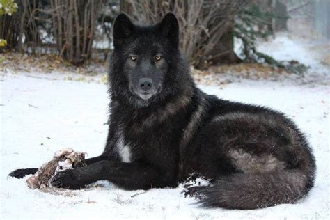 Pin By Henk Sparreboom Sparreboom On Wolves Black Wolf Wolf Dog