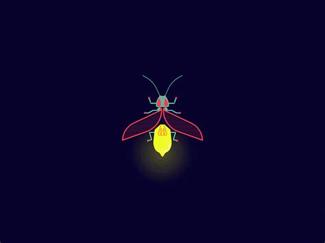 Firefly By Andrea Rubele On Dribbble