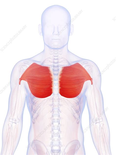 Muscles chart description muscular body man. Human chest muscles, illustration - Stock Image - F010/8863 - Science Photo Library