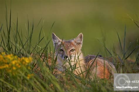 Swift Fox Vulpes Velox Pawnee Stock Photo