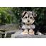 Sam  Cute Morkie Puppies Online