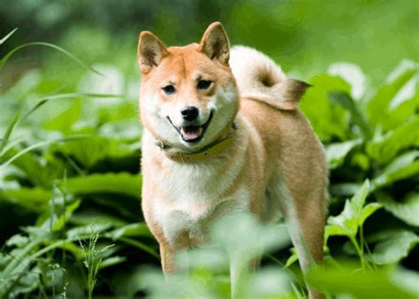 15 Must Know Shiba Inu Pros And Cons Before You Get One