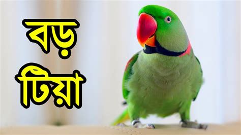 কথা বলা টিয়া পাখি সবথেকে বড় টিয়া চন্দনা টিয়া Funny Talking