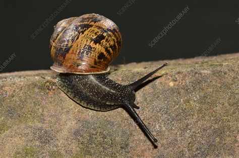 Garden Snail Helix Aspersa Stock Image C0566796 Science Photo