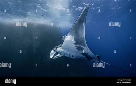 Giant Oceanic Manta Ray Stock Photo Alamy