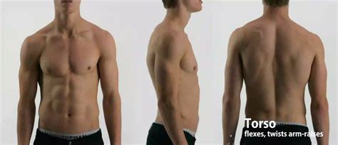 Realistic, detailed 3d model of a rigged human male body. Moving anatomy reference : Torso 1 on Vimeo
