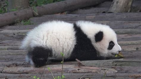 Panda Baby Chengdu Youtube