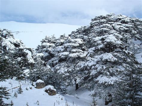 Cedars Of Lebanon Cedars Of The Lord As Mentioned In The
