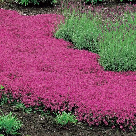 Red Dead Online Creeping Thyme