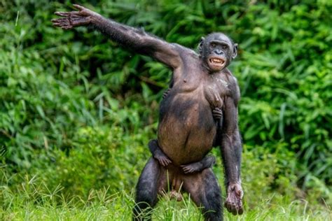 5 Fakta Ilmiah Tentang Bonobo Spesies Kera Yang Hobi Dengan Seks