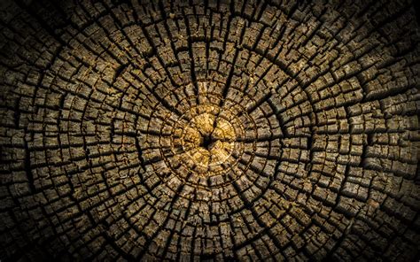 Minimalism Circle Symmetry Trees Wood Texture Wallpapers Hd