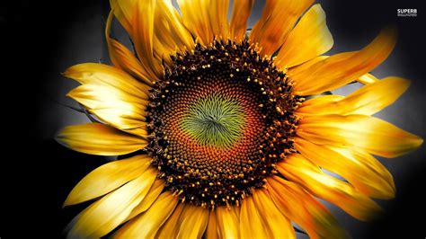 48 Sunflower Screensaver And Wallpaper