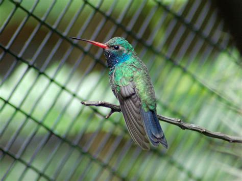 The Online Zoo Broad Billed Hummingbird