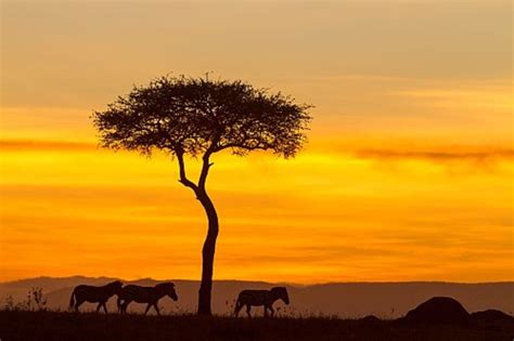 Los Cinco Mejores Safaris En Frica Happy Low Cost