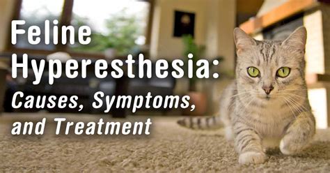 Feline Hyperesthesia Syndrome Natural Treatmentsave Up To 16