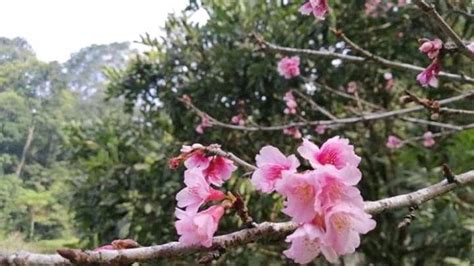 Nama taman sakura berkaitan dengan keberadaan tanaman bunga sakura di objek wisata ini. Bunga Sakura Mekar di Kebun Raya, Lokasinya Dekat Sungai dan Dingin jadi Ajang Selfie Pengunjung ...