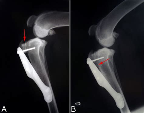 Radiographic Images Of The Stifle Joint Of A Dog At A 30 And B 60