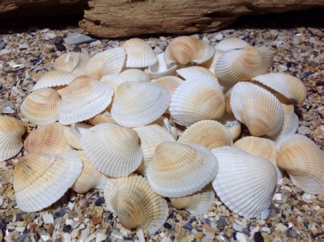 Genuine Seashells Set Real Sea Shell Bulk Black Sea Seashells