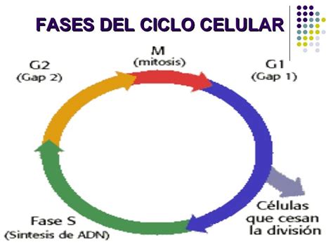 Fase Del Ciclo Celular Mitosis Vega Martina