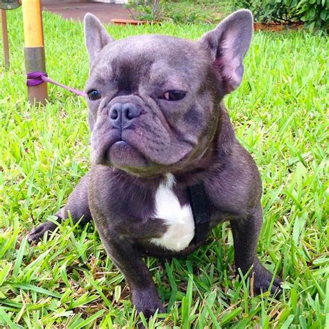 She comes with papers, shots, and health guarantees. French Bulldog Breeders Wisconsin | Top Dog Information