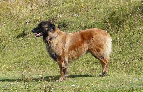 Estrela Mountain Dog Breed Information All About Dogs