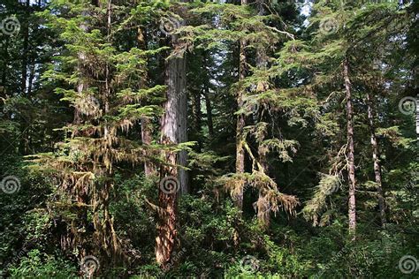 Beautiful Rainforest In British Columbia Canada Stock Photo Image Of
