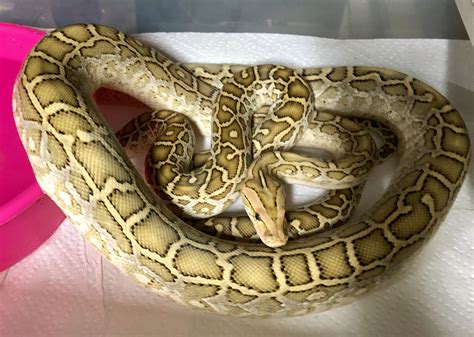 Reptiles Burmese Python Snake Venom Ball Python Snek Sahara
